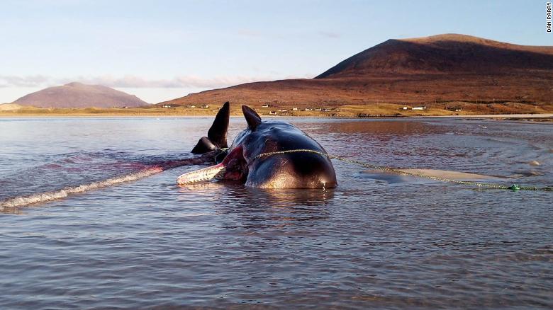 Νεκρή φάλαινα ξεβράστηκε στη Σκωτία - Είχε στο στομάχι της 100 κιλά σκουπίδια (Photos) - Media