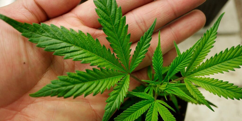 Ιταλία : «Φρένο» στη νομιμοποίηση της κάνναβης - Media