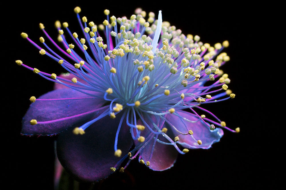 Σαν ψυχεδελικό όνειρο: Οι μαγευτικές φωτογραφίες λουλουδιών του Craig Burrows (Photos) - Media