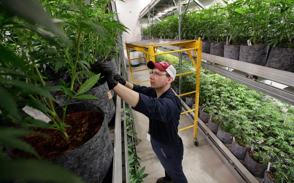 Στην ελληνική κάνναβη επενδύουν δύο σουηδικές εταιρείες - Media