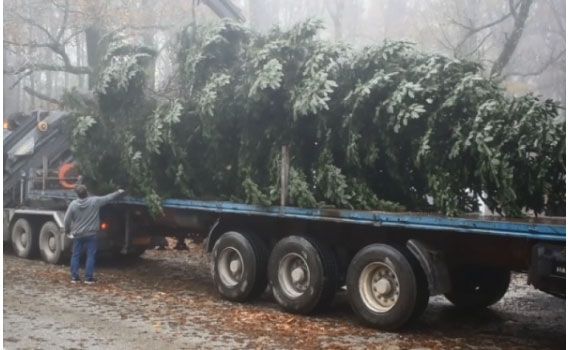 Φωταγωγήθηκε το χριστουγεννιάτικο δέντρο στο Πεδίο του Άρεως (Photos) - Media