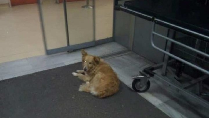 «Χάτσικο» στον Βόλο: Περιμένει το νεκρό αφεντικό της πέντε χρόνια - Media