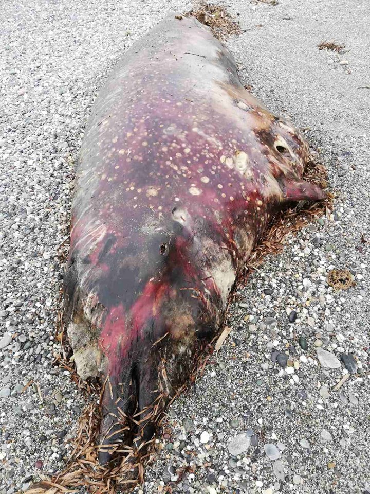 Τεράστιο κουφάρι ξεβράστηκε σε παραλία του Ρεθύμνου (Photo) - Media