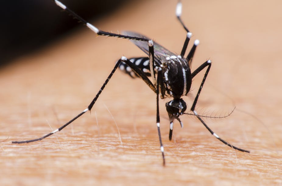 Πώς τα κουνούπια άλλαζαν την ιστορία! - Media