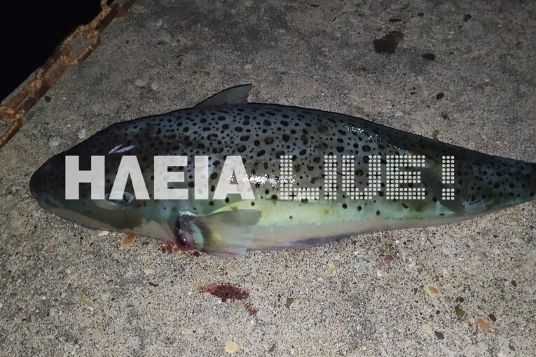 Ηλεία: Ψάρεψαν λαγοκέφαλο-γίγα, ζύγιζε 3,8 κιλά (Photos) - Media