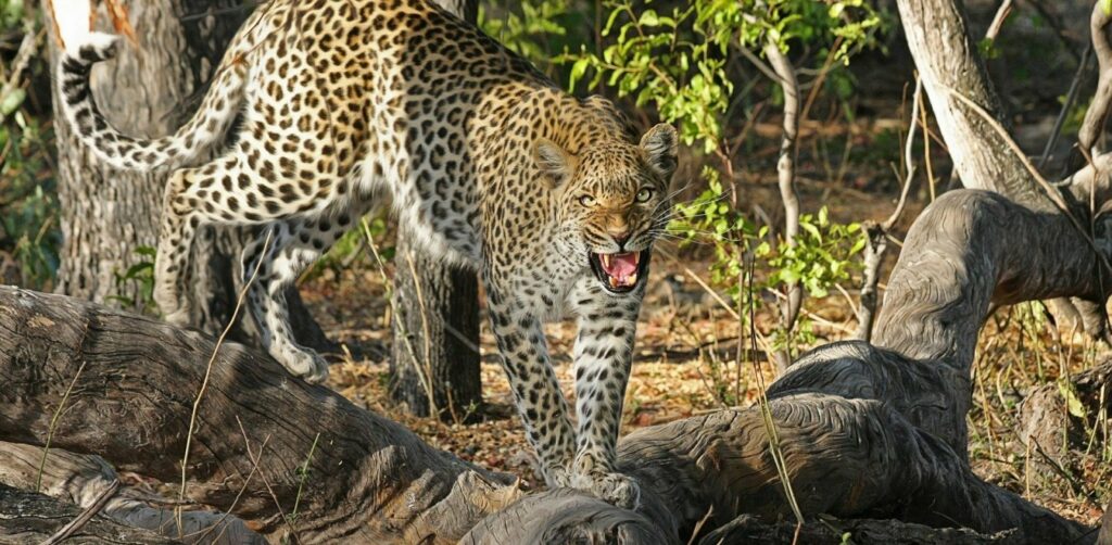 Ινδία: Λεοπάρδαλη διαμέλισε και κατόπιν κατασπάραξε 5χρονο αγόρι - Media