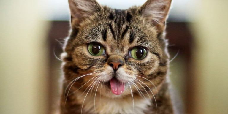 Πέθανε μία από τις διασημότερες γάτες του κόσμου - Έπασχε από νανισμό (Photos)  - Media