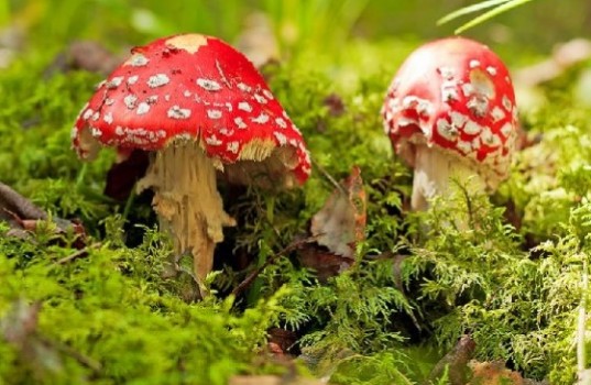 Τα «μαγικά μανιτάρια» γίνονται… αντικαταθλιπτικά! - Media