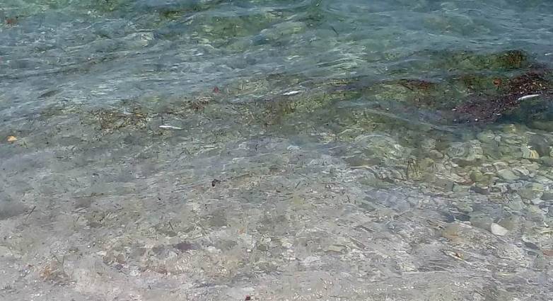 Σήμα κινδύνου εκπέμπει ο Πηνειός - Εκατοντάδες νεκρά ψάρια στις όχθες του (Photo) - Media