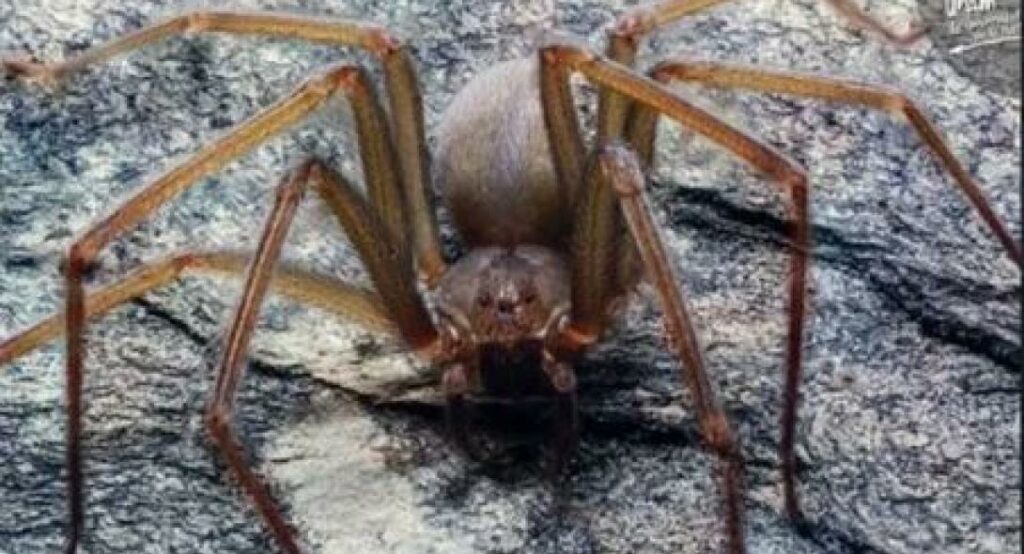Βρέθηκε νέο είδος αράχνης: Δαγκώνει και σαπίζει το δέρμα (Photo) - Media
