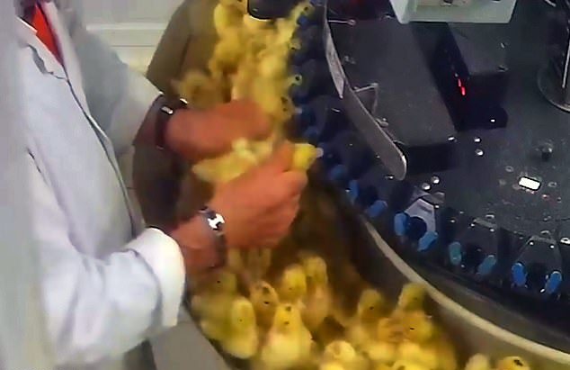 Σας αρέσει το φουά γκρα; - Δείτε πως βασανίζουν τις πάπιες για να το φτιάξουν και δεν θα ξαναδοκιμάσετε (Video) - Media