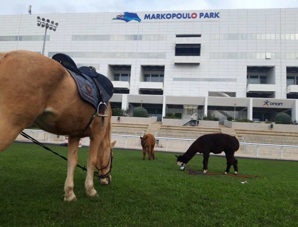 Τρόπαιου Πηλίου και τζακ ποτ στο ΣΚΟΡ 6 στο Markopoulo Park - Δυνατό πρόγραμμα την Κυριακή με εννέα κούρσες - Media