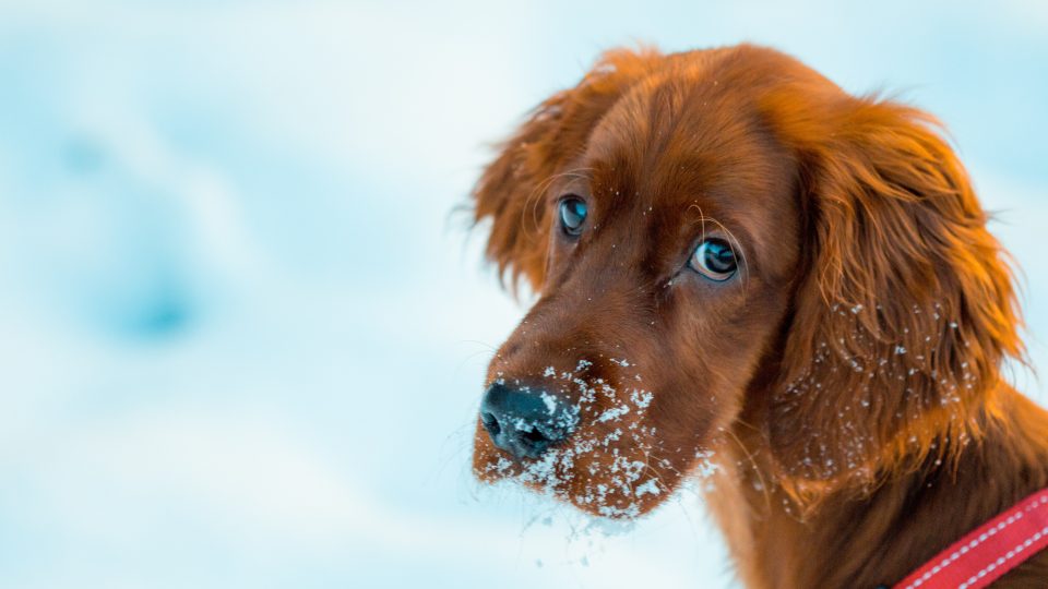 Πότε δεν πρέπει να βγάλετε το σκύλο σας, έξω, στο κρύο; - Media
