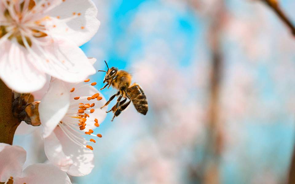 Ευρωβουλή: Σώστε τις μέλισσες! - Media