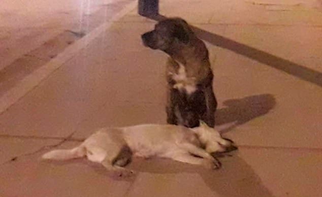 Σπαρακτική σκηνή: σκύλος προσπαθεί να επαναφέρει στη ζωή άλλο σκύλο που τον χτύπησε αυτοκίνητο (Photos/Video) - Media