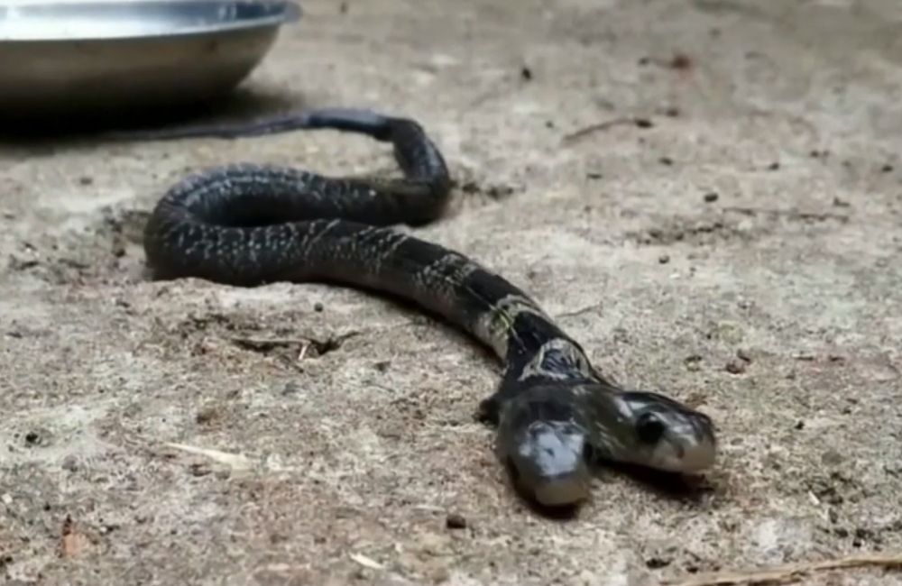 Δικέφαλη κόμπρα τρομοκράτησε χωρικούς στην Ινδία (Video) - Media