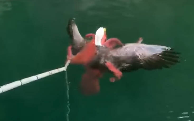 Αετός εναντίον Χταποδιού: Φονική μάχη μέχρις εσχάτων (Video) - Media