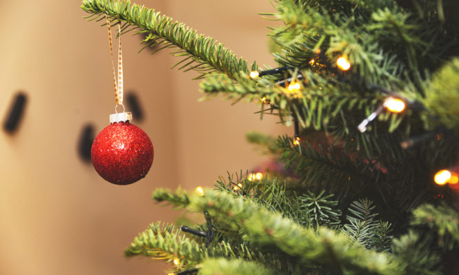 Μέχρι και 25.000 ζωύφια μπαίνουν στα σπίτια μας με κάθε χριστουγεννιάτικο δέντρο -  Τι πρέπει να ξέρετε - Media