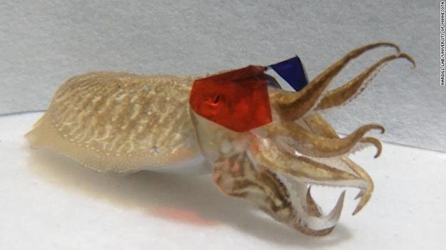 Επιστήμονες έβαλαν 3D γυαλιά σε σουπιά και της έδειξαν βίντεο - Τα αποτελέσματα εκπλήσσουν (Video) - Media