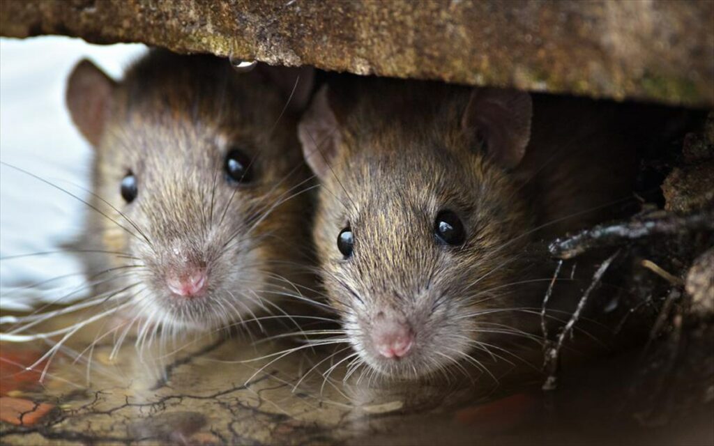 Πάτρα: Ποντίκια εμφανίστηκαν σε νηπιαγωγείο - Το έκλεισαν για απολύμανση  - Media