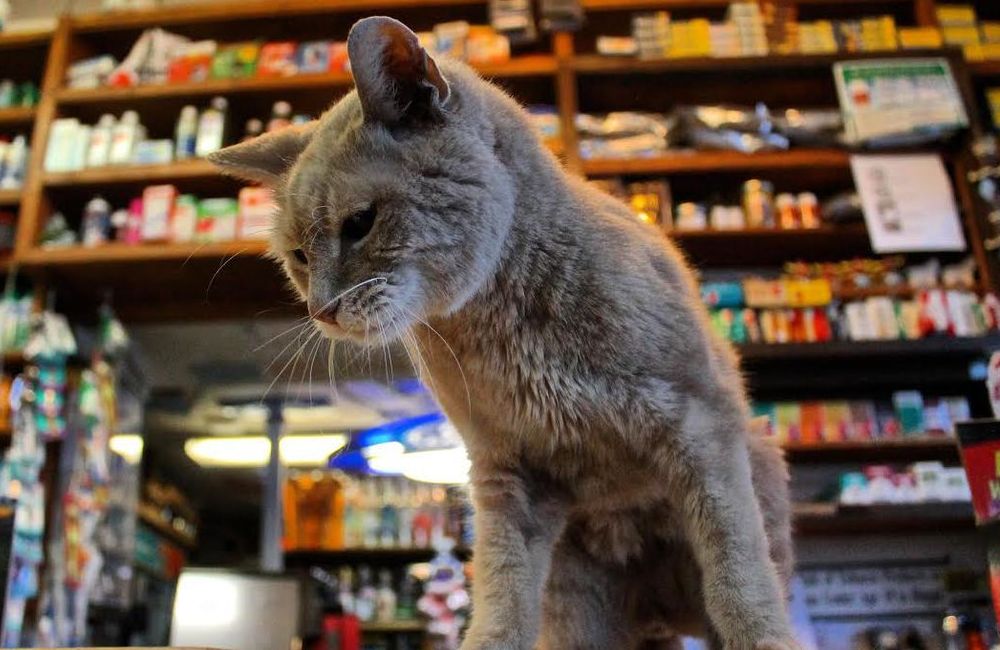 Η ιστορία του γάτου που έγινε δήμαρχος στην Αλάσκα (Photos) - Media