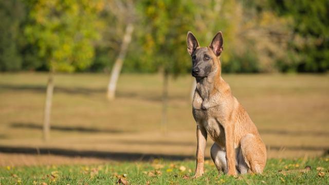 Γαλλία: Ποινή φυλάκισης έξι μηνών σε άνδρα που σκότωσε σκύλο για εκδίκηση	 - Media