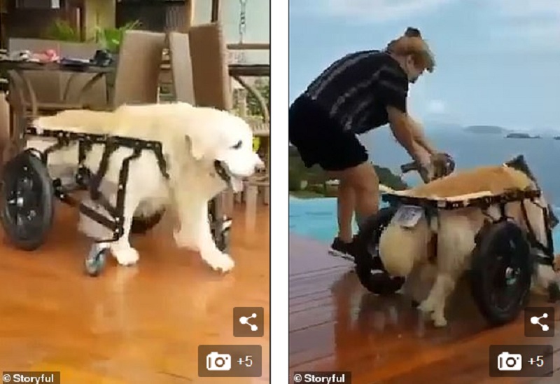 Ανάπηρος σκύλος που βούτηξε στην πισίνα με το καροτσάκι και έκοψε τη χολή της αφεντικίνας του (Video) - Media