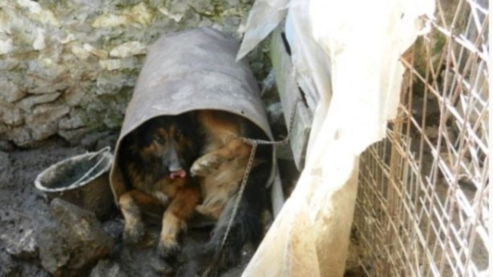 Έξι χρόνια χωρίς αναστολή σε παράνομο εκτροφέα ζώων - Σε άθλιες συνθήκες τα σκυλιά - Media