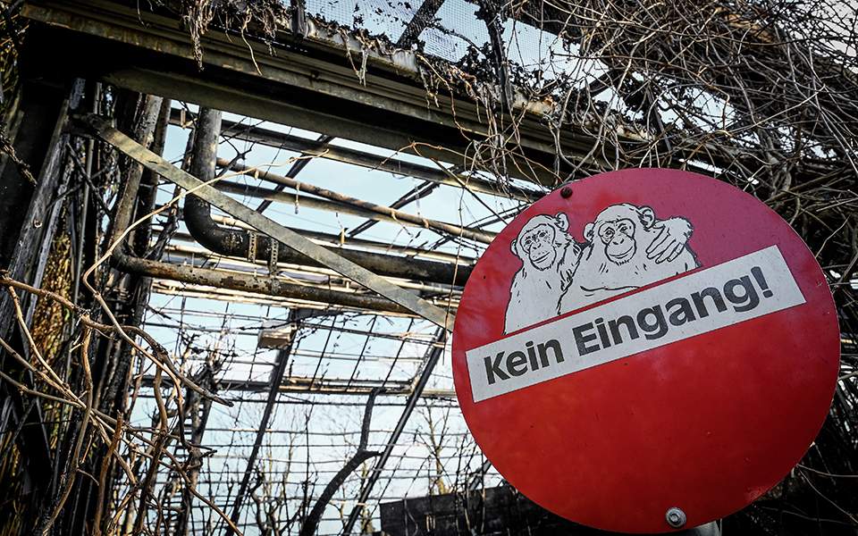 Δεκάδες μαϊμούδες νεκρές από πυρκαγιά σε ζωολογικό κήπο (Photos) - Media
