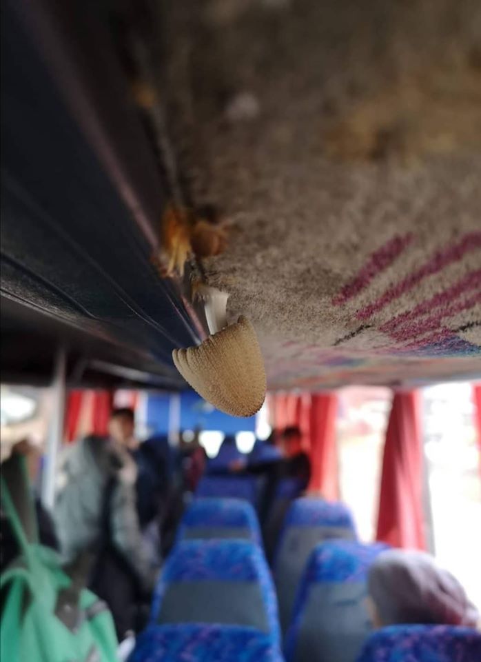 Απίστευτο: Φύτρωσε μανιτάρι από τη μούχλα σε λεωφορείο που μεταφέρει μαθητές (Photos) - Media