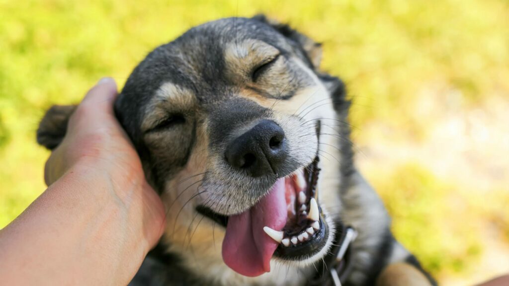 Κέρκυρα: Πήγε επίσκεψη και σκότωσε τον σκύλο του σπιτιού  - Media