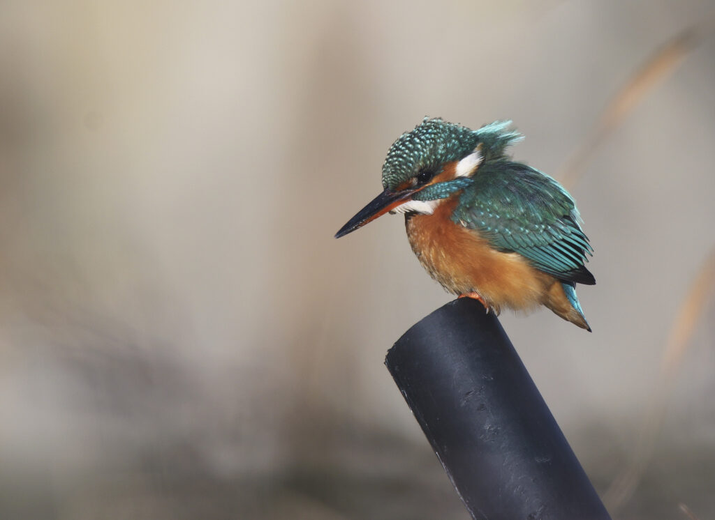 Αλκυονίδες μέρες με εντυπωσιακά πτηνά στις λίμνες του Πάρκου Τρίτση (Photos)  - Media