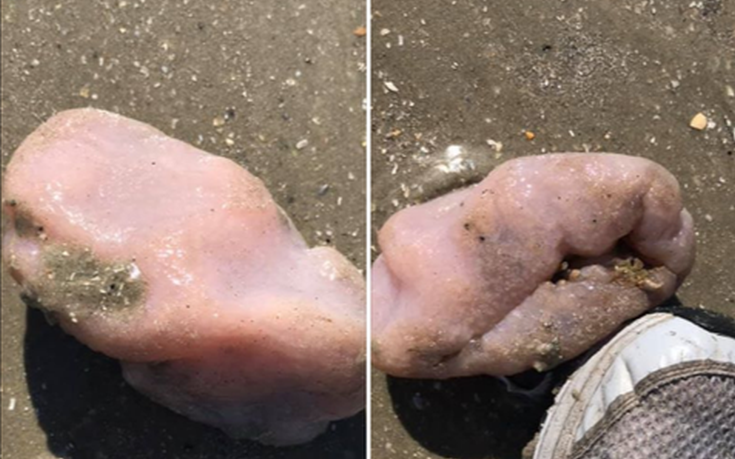 Θαλάσσιο πλάσμα που θυμίζει εγκέφαλο βγήκε στη στεριά - Ψάχνουν να βρουν τι είναι  - Media