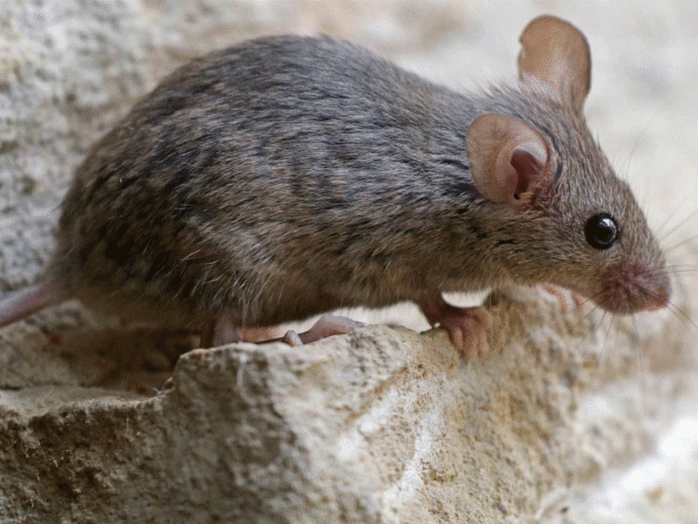 Πάτρα: Ποντίκια «έκλεισαν» νηπιαγωγείο  - Media