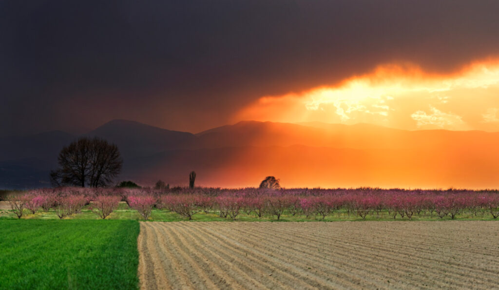 Βέροια: Μαζική προσέλκυση Ιαπώνων τουριστών για τις ανθισμένες ροδακινιές! (Photos) - Media