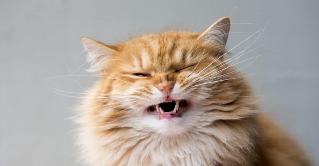 Αντίδραση Φλέμεν: Η αστεία γκριμάτσα της γάτας που δεν είναι αυτό που νομίζετε (Photos | Video) - Media