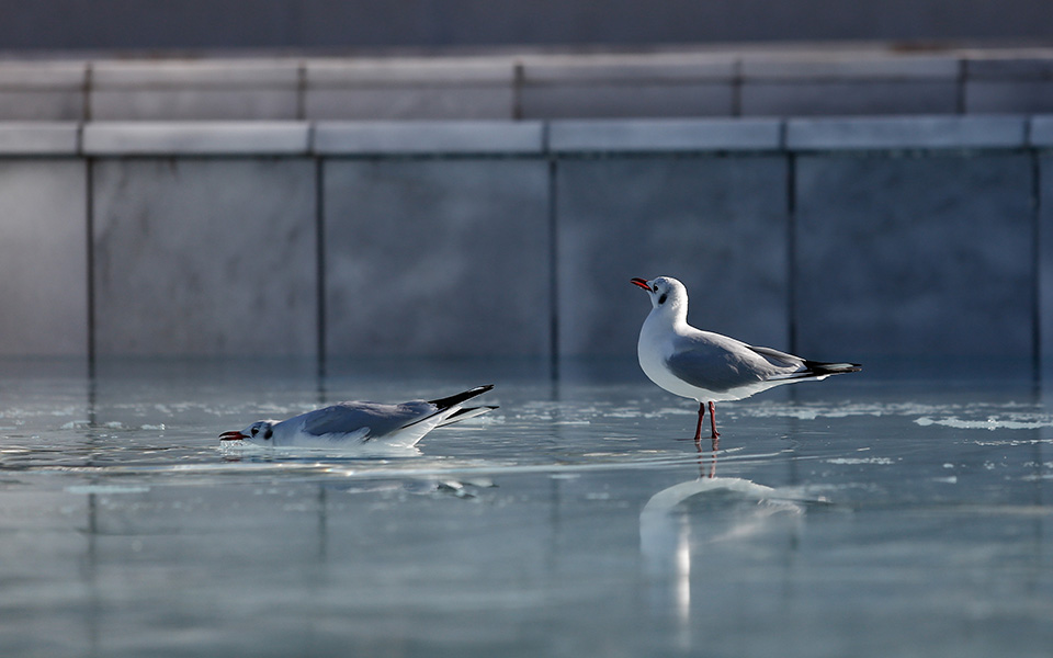 Θεσσαλονίκη: Πάγωσε το σιντριβάνι στην παραλία (Photos) - Media