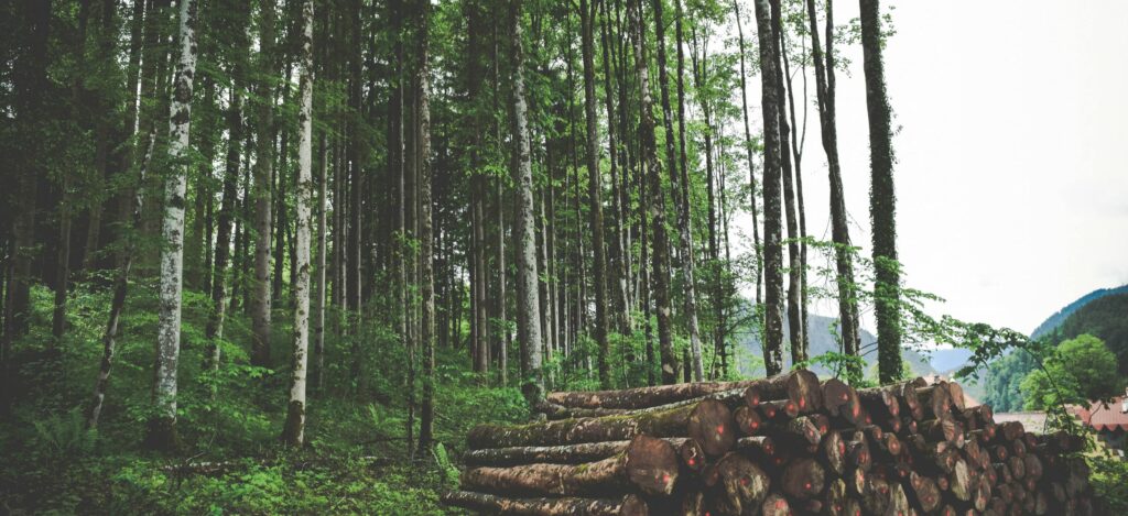 Βοσνία-Ερζεγοβίνη: Δύο εκατομμύρια κυβικά μέτρα ξύλου κλέβονται ετησίως από δάση  - Media