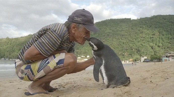 Βραζιλία: Πιγκουίνος επιστρέφει κάθε χρόνο στον άνθρωπο που τον έσωσε (Photos/Video) - Media