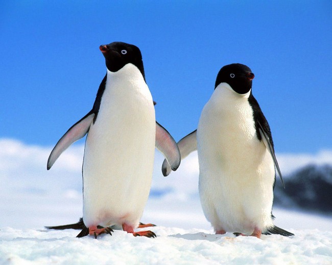 Κλιματική αλλαγή: Μειώνονται δραματικά οι πιγκουίνοι της Ανταρκτικής - Media