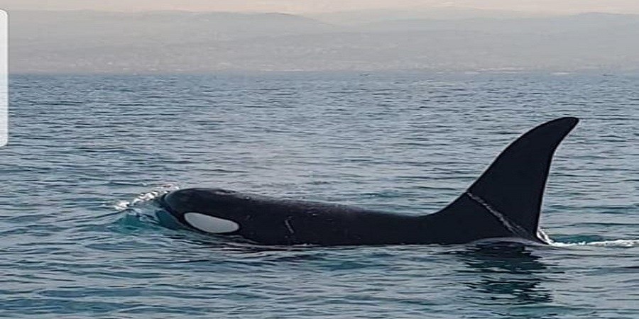 Εντυπωσιακή φάλαινα-όρκα ανοιχτά της Κύπρου (Video) - Media