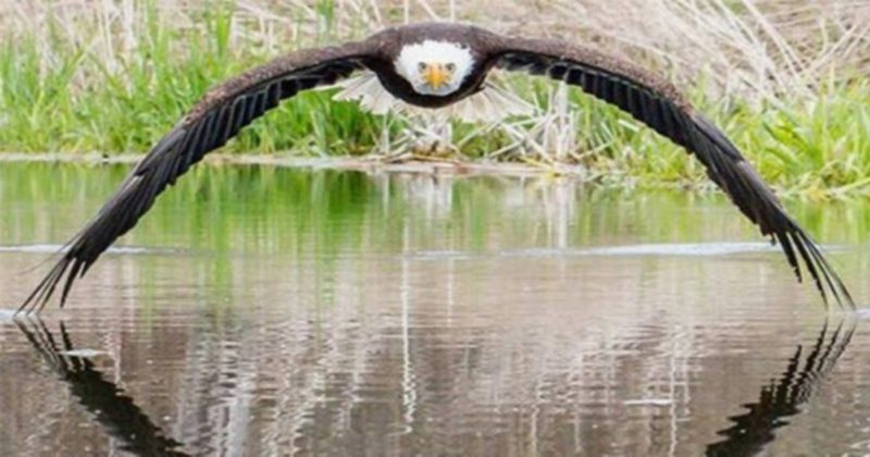 Φωτογράφος απαθανατίζει την τέλεια συμμετρική φωτογραφία αετού που πετάει πάνω από λίμνη (Photos/Video) - Media