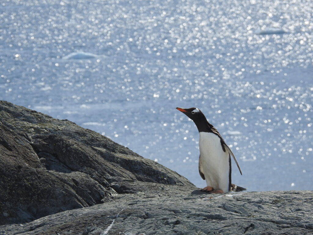 «Καύσωνας» στην Ανταρκτική! Η πιο ζεστή μέρα από το 1961 - Media