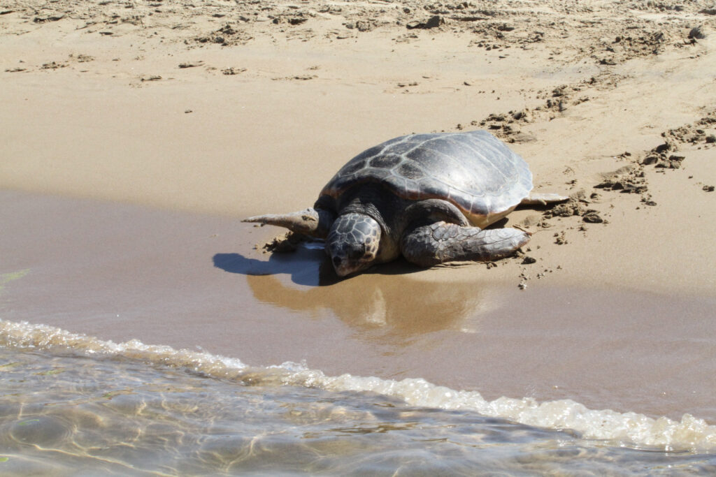 Επτά στις δέκα χελώνες του ΑΡΧΕΛΩΝ είχαν πλαστικά στο στομάχι τους - Θλιβερή εικόνα στις θάλασσές μας - Media