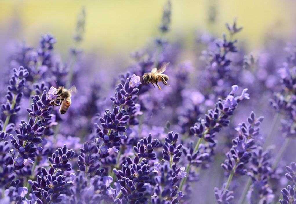Η κλιματική αλλαγή «χτύπησε» και τις μέλισσες - Media