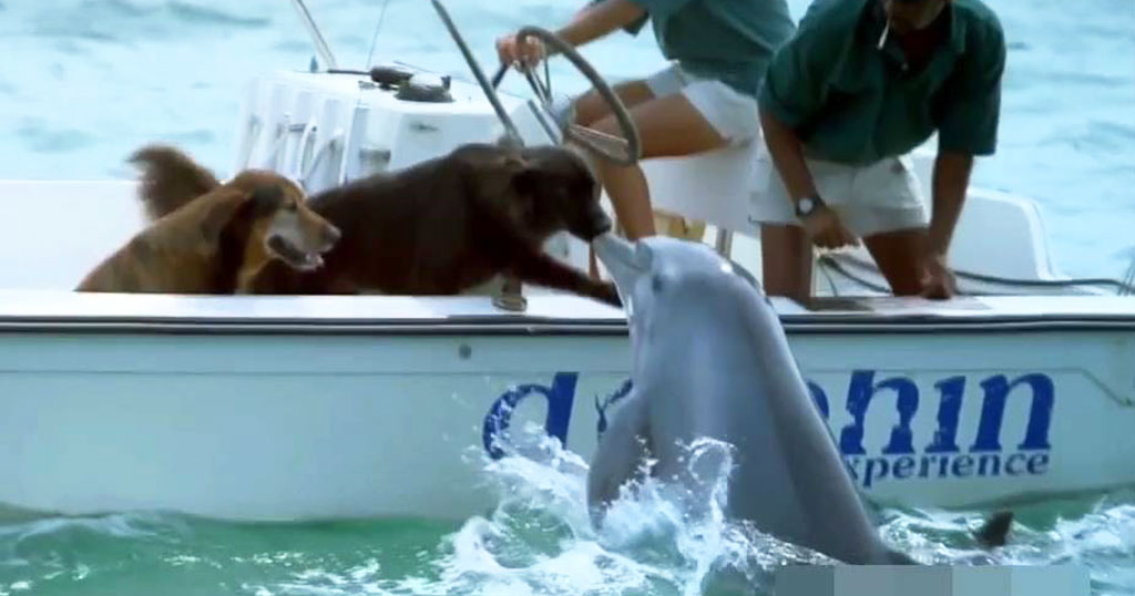 Η στιγμή που δελφίνι πλησιάζει σκάφος για να φιλήσει δυο σκύλους (Video) - Media