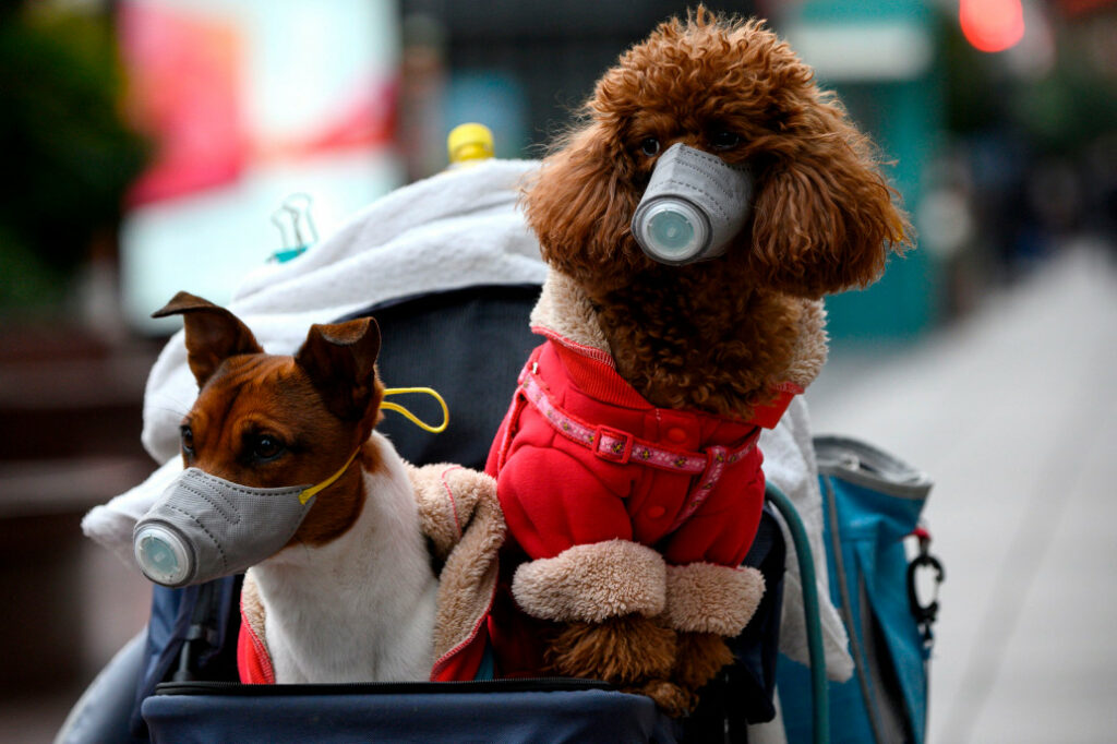 Κορωνοϊός-Χονγκ-Κονγκ: Σκύλος ασθενούς βρέθηκε θετικός στον Covid-19! - Το πρώτο κρούσμα σε ζώα συντροφιάς;  - Media
