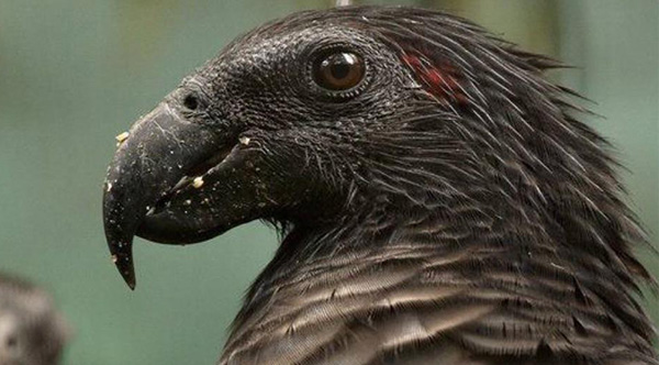 Το πιο «γοτθικό» πουλί στον κόσμο κινδυνεύει με εξαφάνιση (Photos) - Media