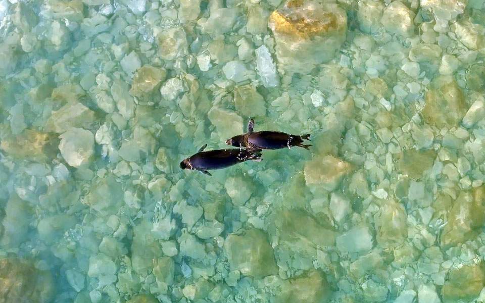 Επέστρεψαν στα νερά των Κυκλάδων οι φώκιες Λένα και Νικόλ (Photos/Video) - Media