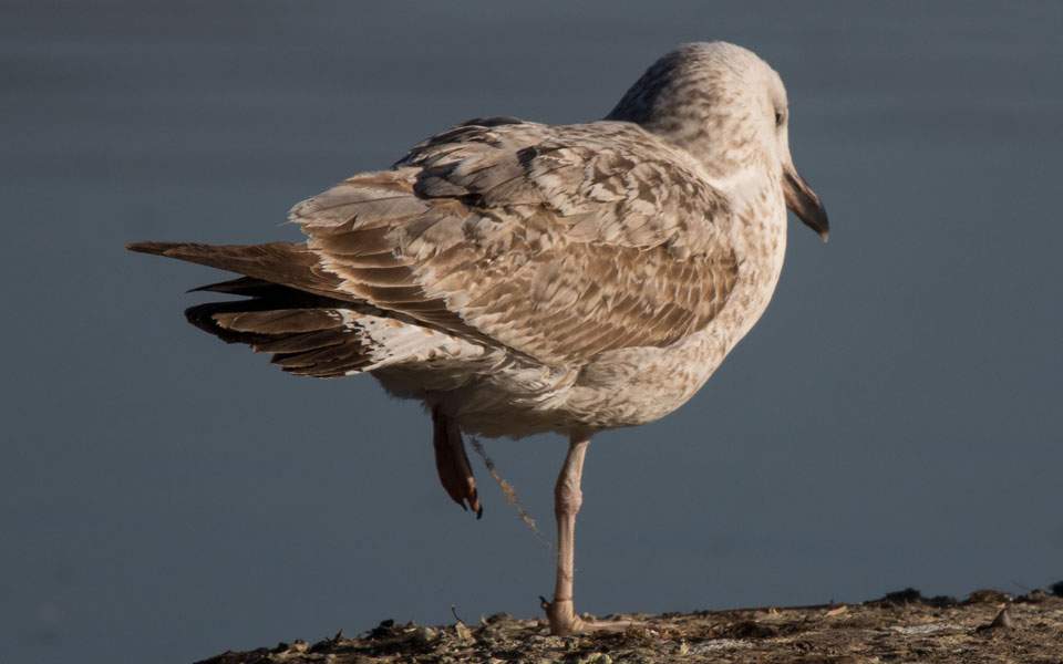 Καστοριά: Το ξεπάγωμα της λίμνης «αποκάλυψε» πτώματα πουλιών μπλεγμένων σε δίχτυα (Photo) - Media